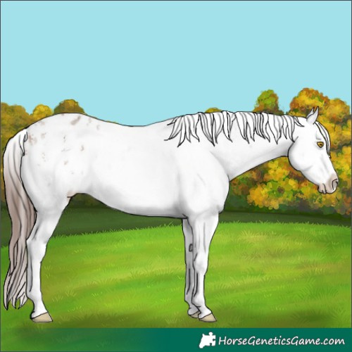 Horse Color:Sable Champagne Sabino Appaloosa Rabicano 