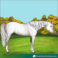 Horse Color:Gray Silver Black Pearl Tobiano 