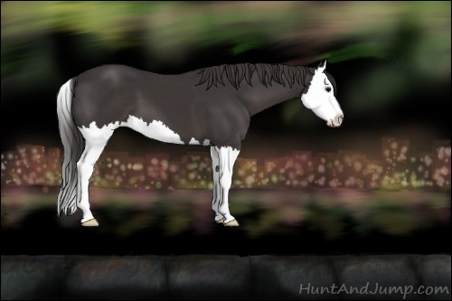 Horse Color:Smoky Black Splash