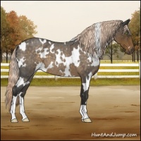 Horse Color:White Spotted Chocolate Palomino Roan 