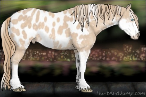 Horse Color:Perlino Sabino Appaloosa 