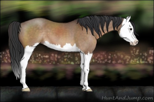 Horse Color:Brown Dun Sabino Splash