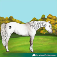 Horse Color:Gray Silver Black Pearl Tobiano