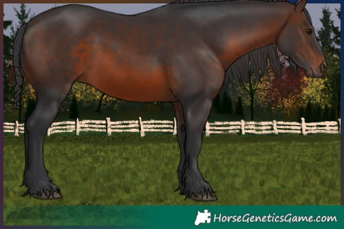 Horse Color:Brown 