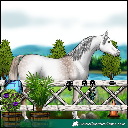 Horse Color:Gray Chestnut Tobiano 