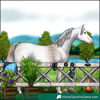 Horse Color:Gray Chestnut Tobiano