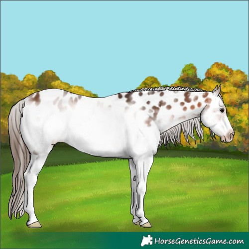 Horse Color:White Spotted Bay Frame Appaloosa 