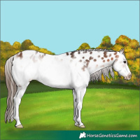 Horse Color:White Spotted Bay Frame Near Leopard 