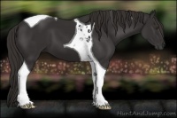 Horse Color:Liver Chestnut Tobiano