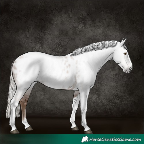 Horse Color:Gray Silver Black Pearl Tobiano Appaloosa 