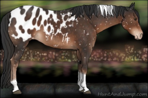 Horse Color:Liver Chestnut Sabino Tobiano Appaloosa 
