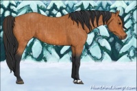 Horse Color:Bay  and Bay 