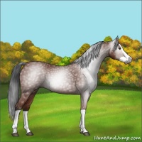 Horse Color:Gray Bay Splash 