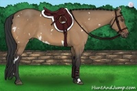 Horse Color:White Spotted Bay Dun