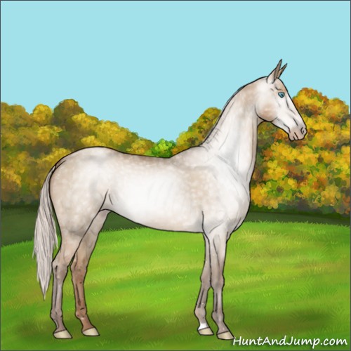 Horse Color:Gray Silver Buckskin Pearl Dun 