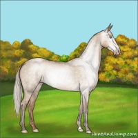 Horse Color:Gray Silver Buckskin Pearl Dun