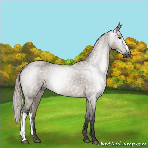 Horse Color:Gray Silver Grullo