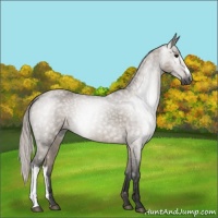 Horse Color:Gray Silver Grullo 