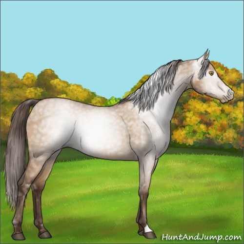 Horse Color:Gray Bay Ice Pearl Dun 