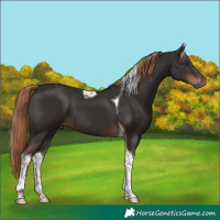 Horse Color:Liver Chestnut Tobiano 