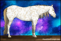 Horse Color:Classic Cream Champagne Dun Near Leopard 