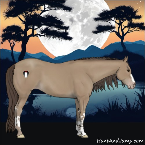 Horse Color:Classic Champagne 