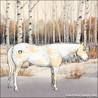 Horse Color:Gold Cream Champagne Sabino 
