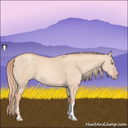 Horse Color:Gold Champagne Dun 