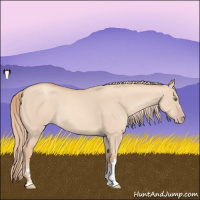 Horse Color:Gold Champagne Dun 