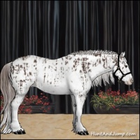 Horse Color:Liver Chestnut Sabino Splash Appaloosa  and Liver Chestnut Sabino Splash Appaloosa 