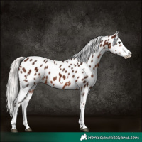Horse Color:White Spotted Silver Brown Sabino Splash Appaloosa 