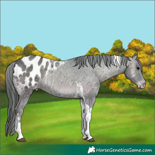Horse Color:Blue Onyx Ice Tobiano Appaloosa Rabicano 