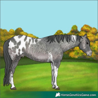 Horse Color:Blue Onyx Ice Tobiano Appaloosa Rabicano 