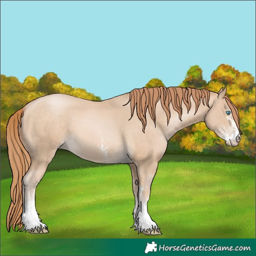 Horse Color:Buckskin Pearl Sabino