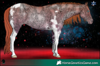 Horse Color:Buckskin Ice Pearl Tobiano Rabicano 