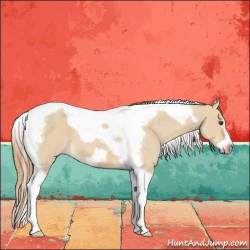 Horse Color:Red Dun Tobiano Frame 