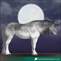Horse Color:White Spotted Black 