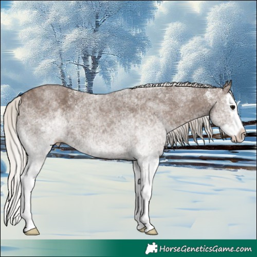 Horse Color:White Spotted Silver Black Splash 
