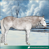 Horse Color:White Spotted Silver Black Splash