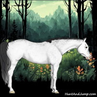 Horse Color:White Spotted Black Splash 