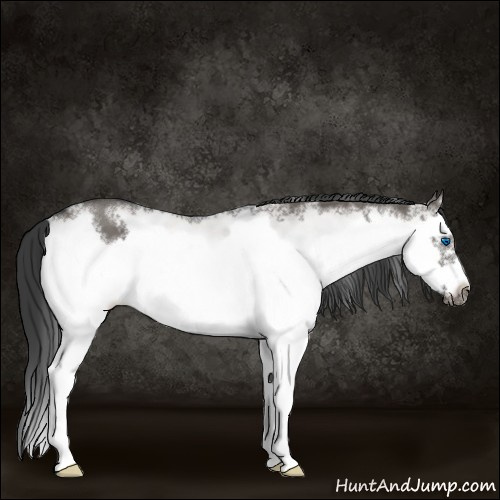 Horse Color:White Spotted Grullo Splash Frame Rabicano 