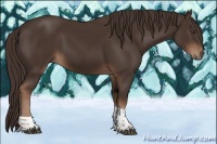 Horse Color:Liver Chestnut Tobiano 