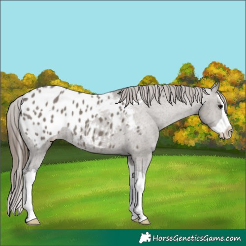 Horse Color:Grullo Splash Appaloosa 