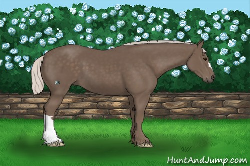 Horse Color:Silver Black