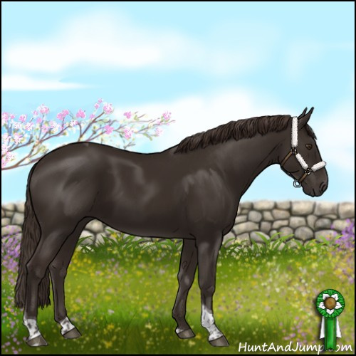 Horse Color:Liver Chestnut Tobiano 