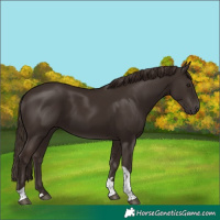 Horse Color:Liver Chestnut Tobiano 