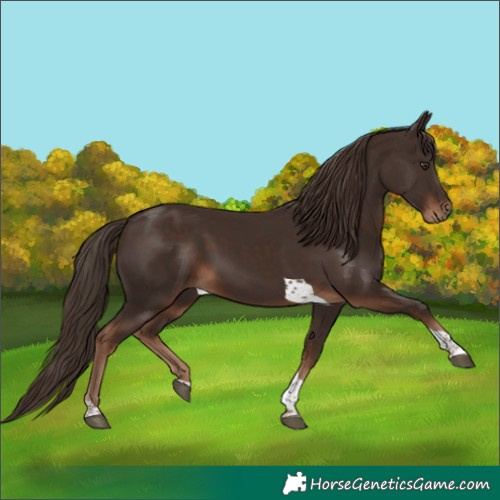 Horse Color:Liver Chestnut Tobiano