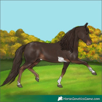 Horse Color:Liver Chestnut Tobiano 