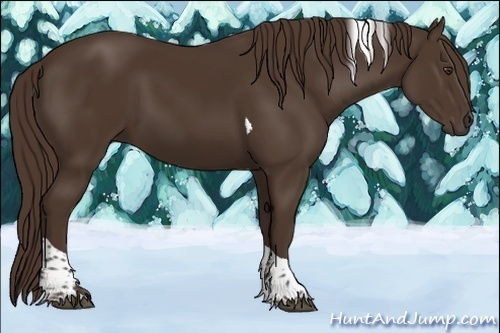Horse Color:Liver Chestnut Tobiano