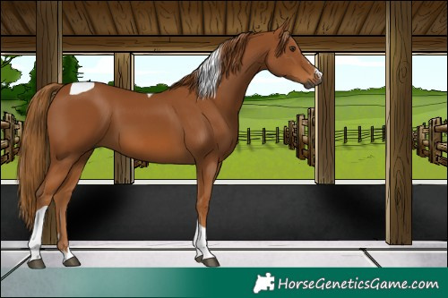 Horse Color:Gray Chestnut Tobiano 